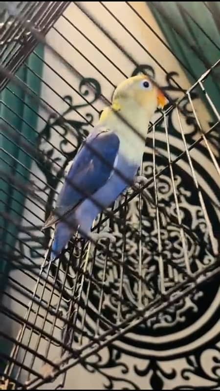 albino split ino / parblue palefellow split opline /australian bird 4