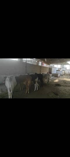 cows for sale