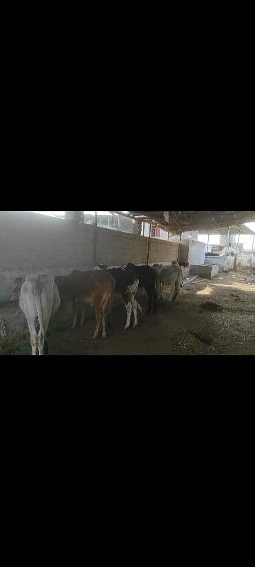 cows for sale 0