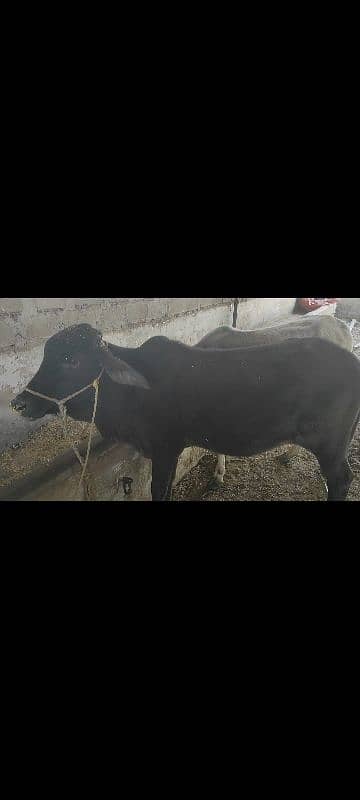 cows for sale 1