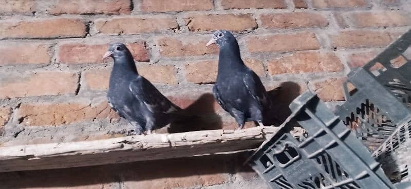 Black teddy pigeon 0