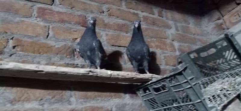 Black teddy pigeon 2