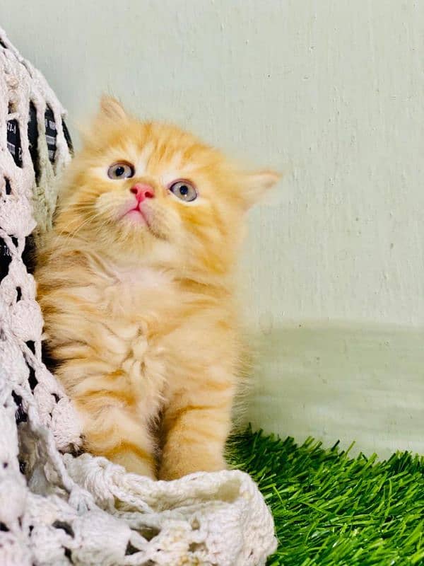 most Beautiful Quality kittens 3