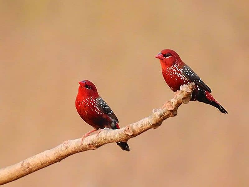 stawberry finch available for sale in lahore 1250. peice/2500 pair 0