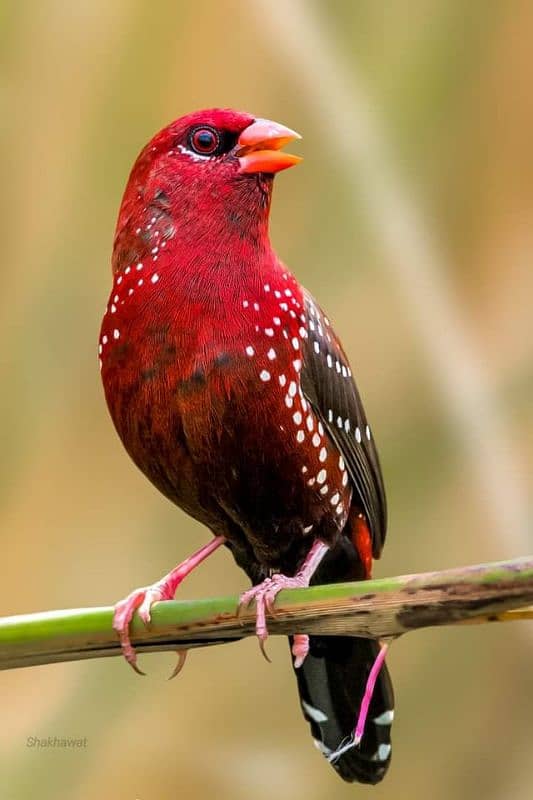 stawberry finch available for sale in lahore 1250. peice/2500 pair 1