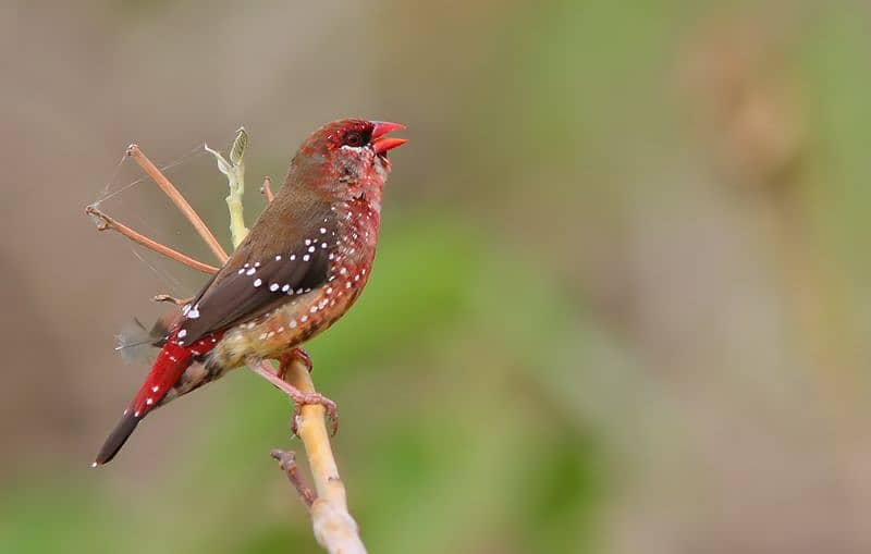 stawberry finch available for sale in lahore 1250. peice/2500 pair 2