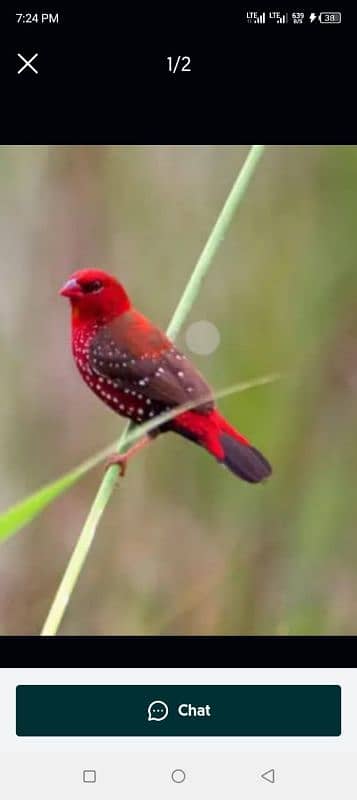 stawberry finch available for sale in lahore 1250. peice/2500 pair 4