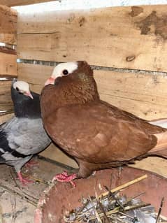 Mukhi Breeder Pure German Pair