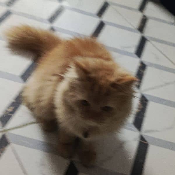 7 months cat available for sale full active full trand fluffy cat 2