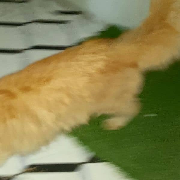 7 months cat available for sale full active full trand fluffy cat 3