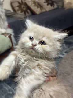 Kittens Persian cats complete littr for sale