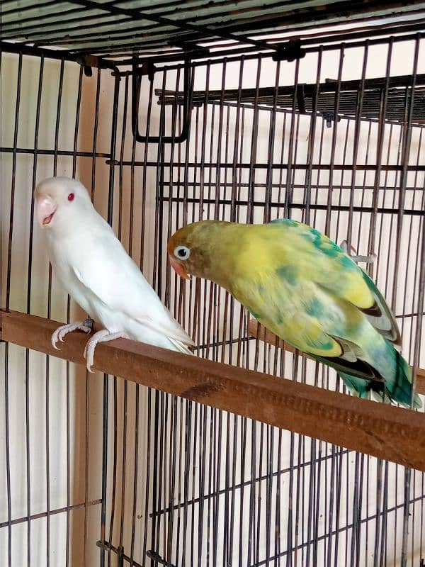 albaino Red eye × parblue split ino breeder pair 0