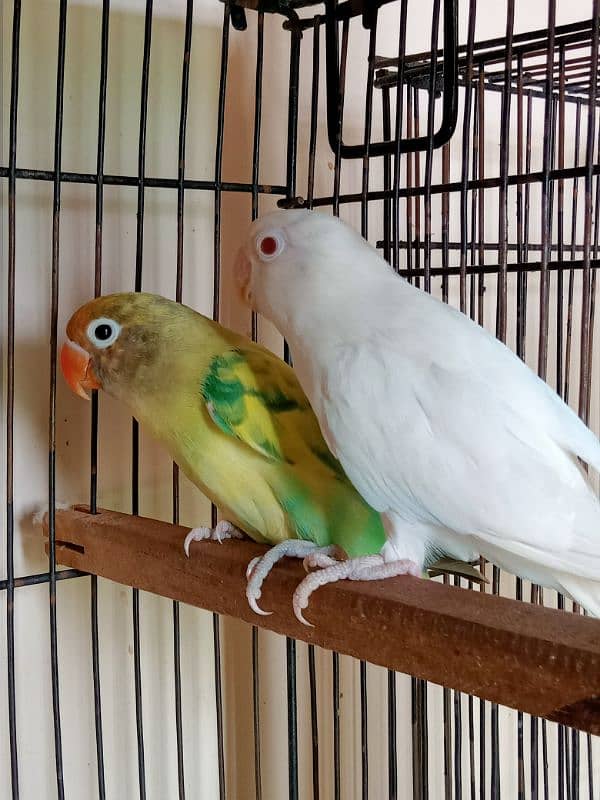 albaino Red eye × parblue split ino breeder pair 1