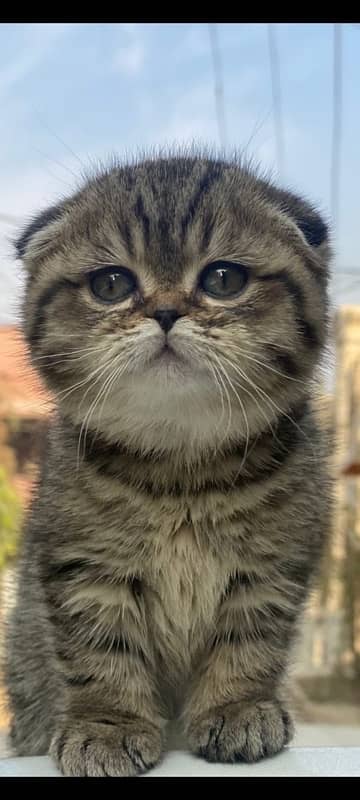 Scottish Fold Kitten 0