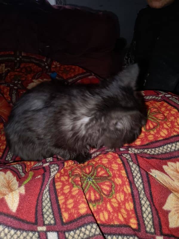 Cat for sale in Shahdra lahore 0