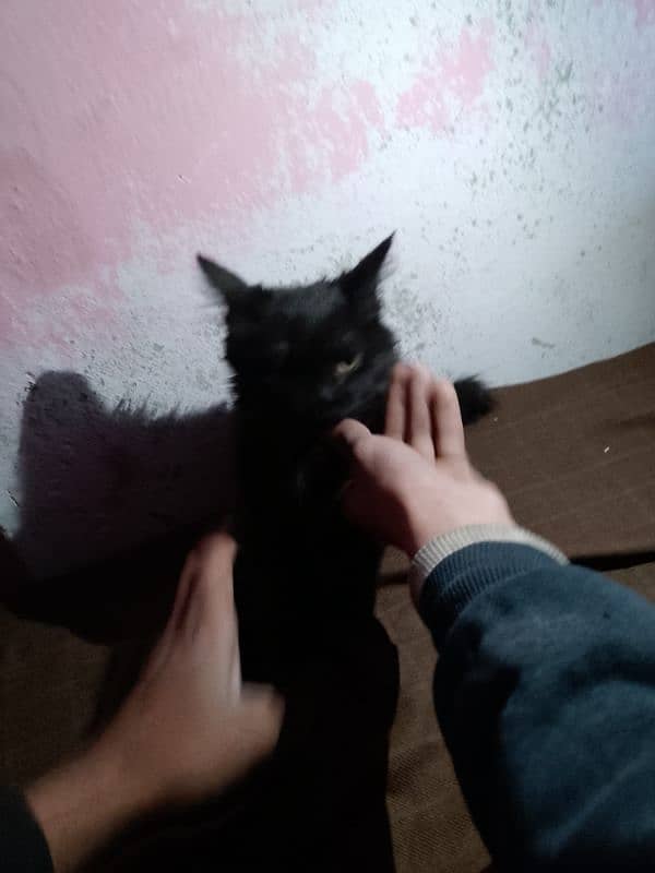 Cat for sale in Shahdra lahore 1