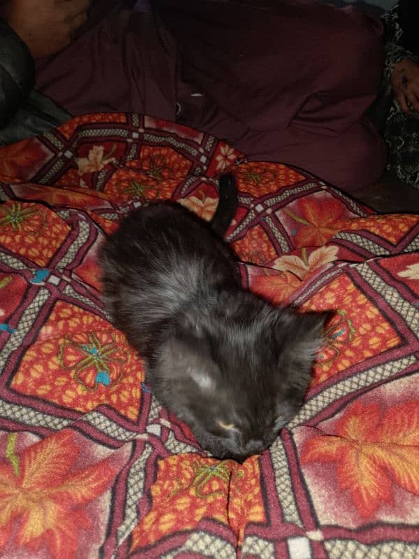 Cat for sale in Shahdra lahore 2