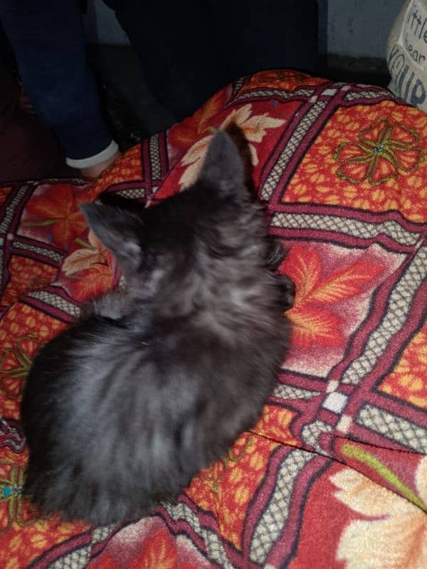 Cat for sale in Shahdra lahore 3