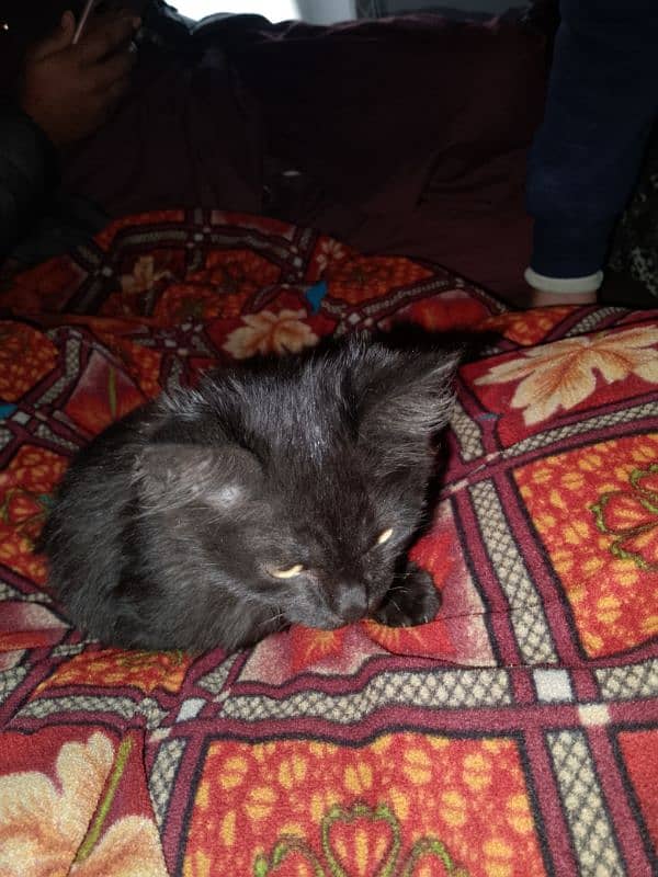 Cat for sale in Shahdra lahore 4