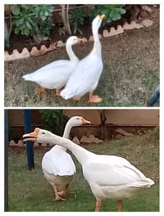 White Geese Breeder Pair