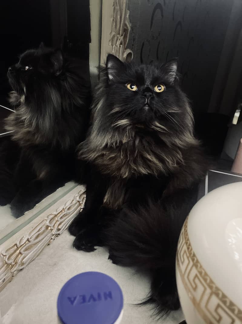 Male black persian 1