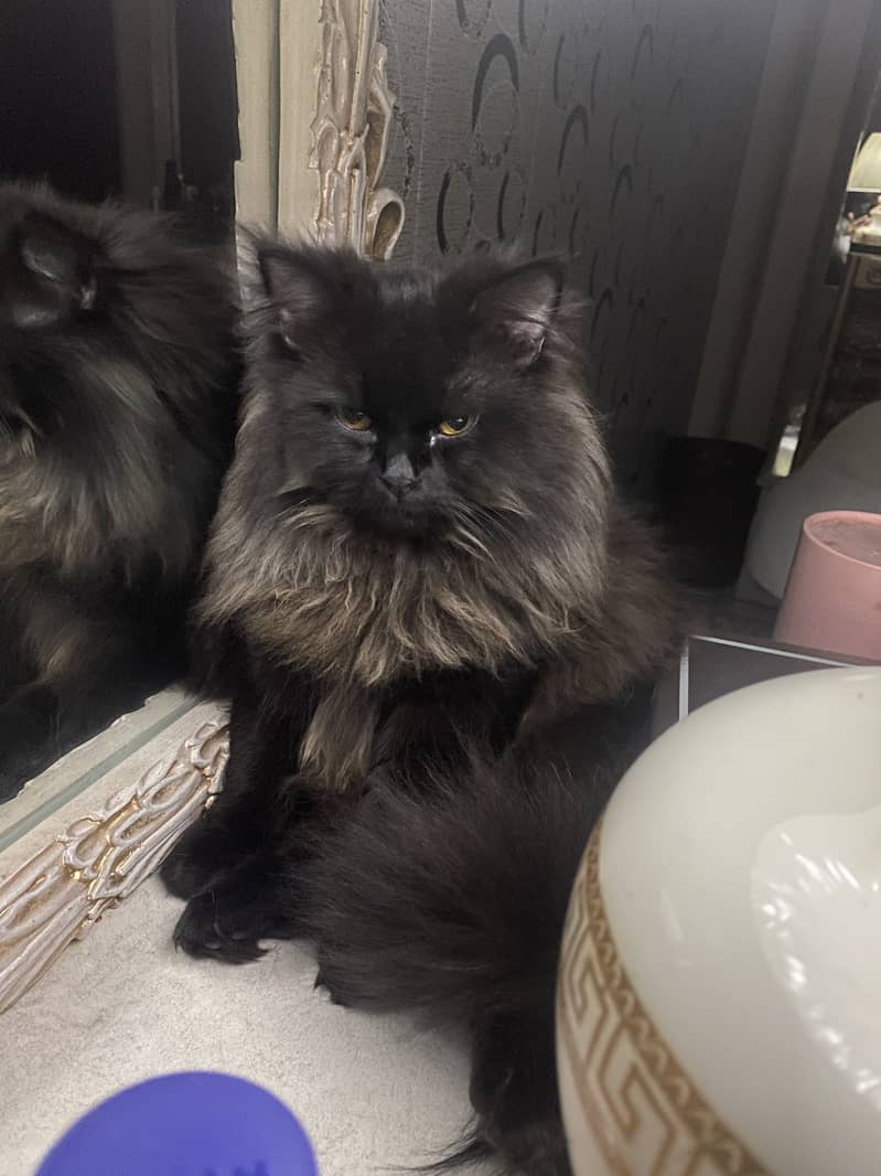 Male black persian 2