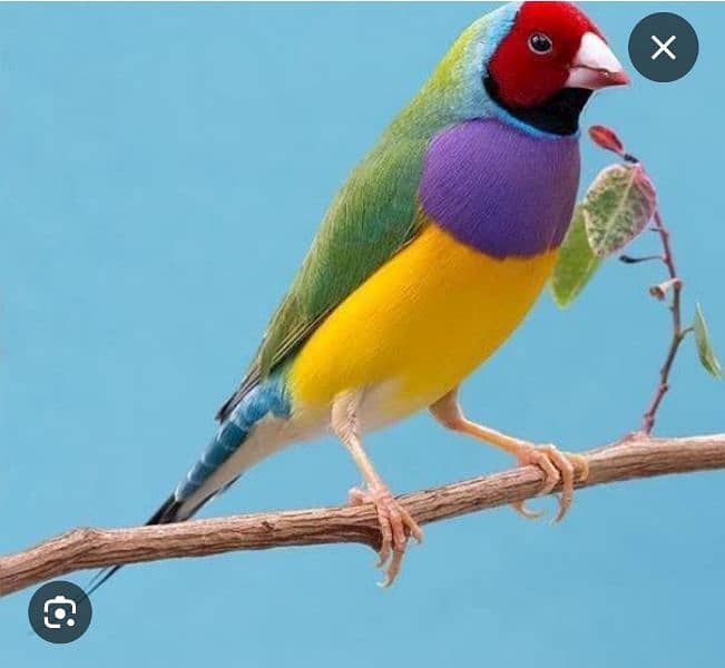 gouldian finch male 0