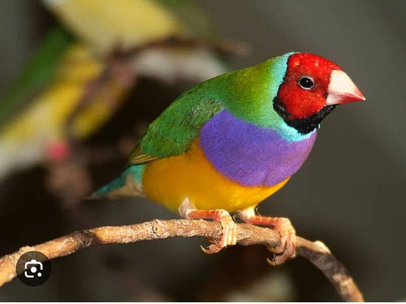 gouldian finch male 1