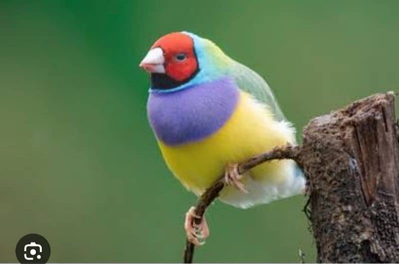 gouldian finch male 2