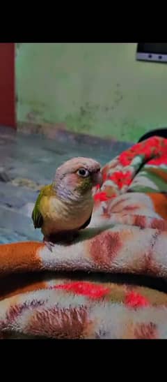 Fly Tame Pine apple conure for sale