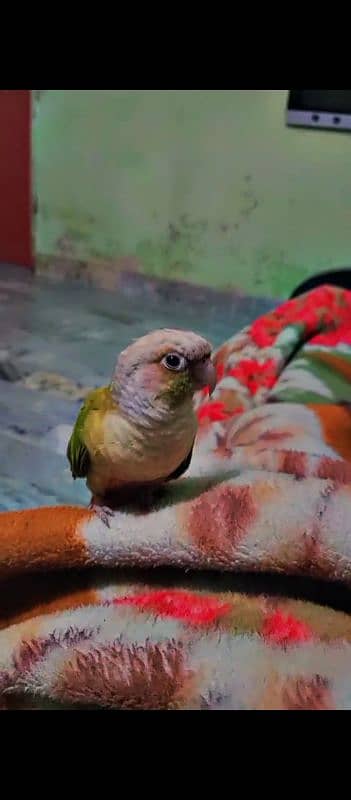 Fly Tame Pine apple conure for sale 0