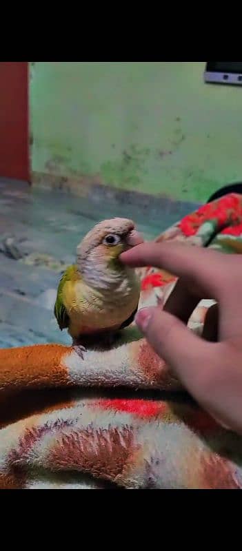 Fly Tame Pine apple conure for sale 1