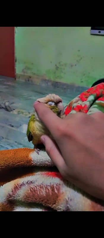 Fly Tame Pine apple conure for sale 2