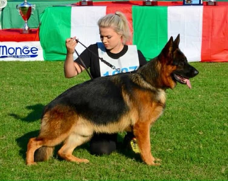 German Shepherd GSD 2