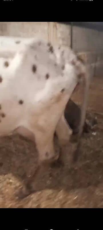 Milking cow for sale 1