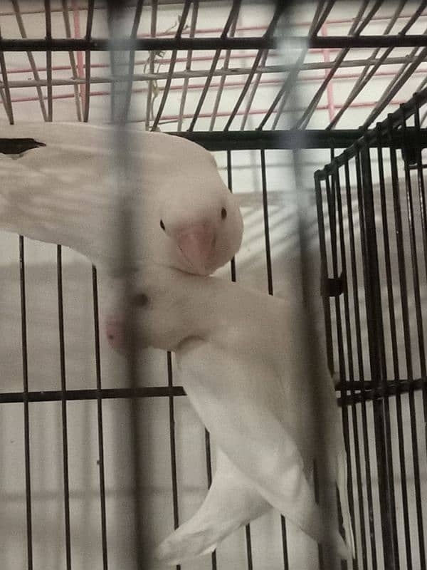 Albino Breeder Pair With Chicks 0