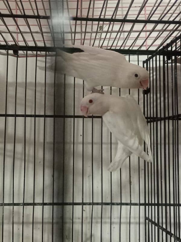 Albino Breeder Pair With Chicks 1