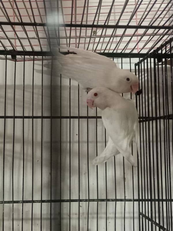 Albino Breeder Pair With Chicks 3