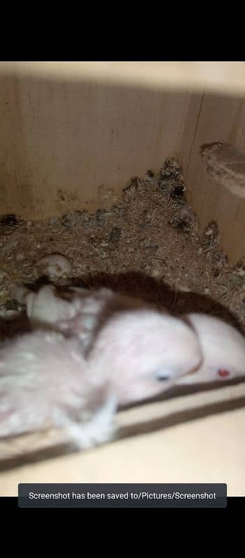 Albino Breeder Pair With Chicks 4