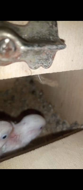 Albino Breeder Pair With Chicks 5