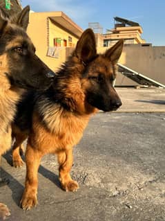 Long coat German shepherd