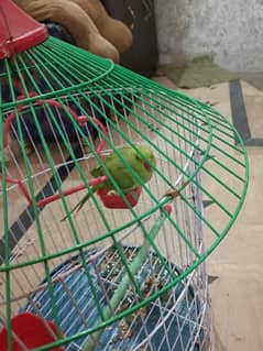 green parrot with cage