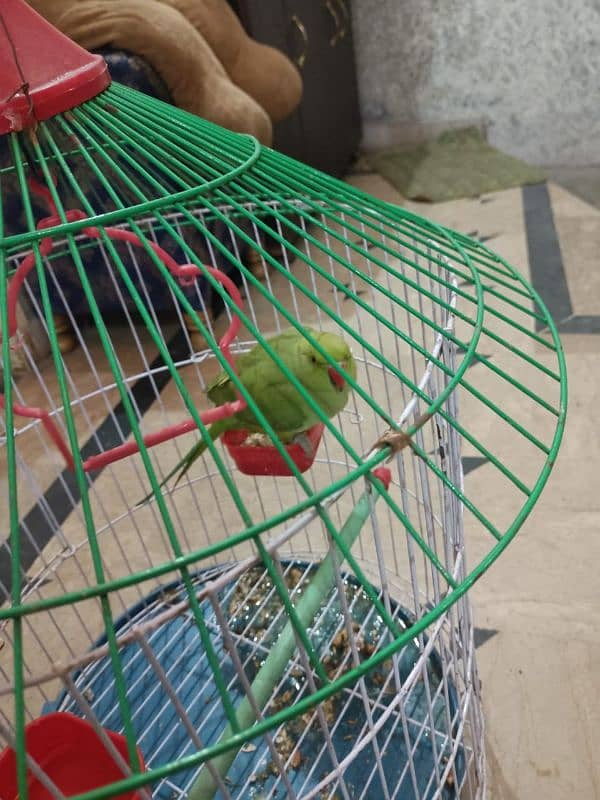 green parrot with cage 0