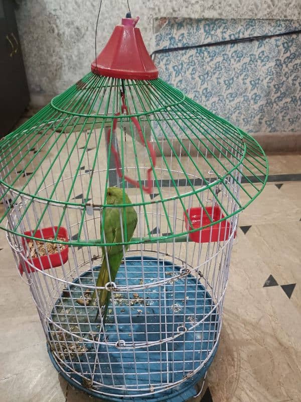 green parrot with cage 1