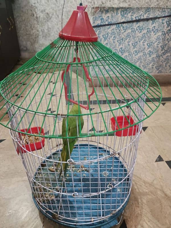 green parrot with cage 2