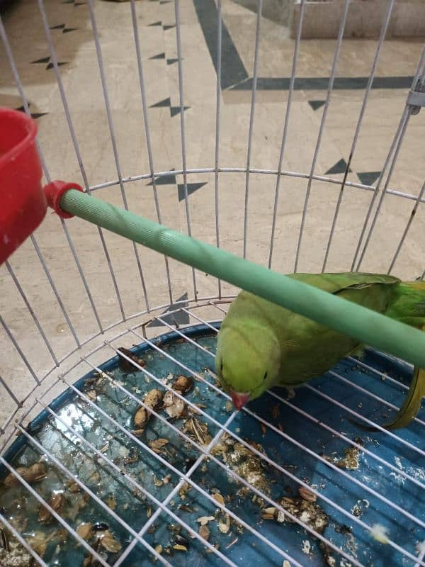 green parrot with cage 3