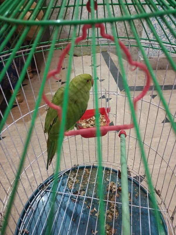 green parrot with cage 4