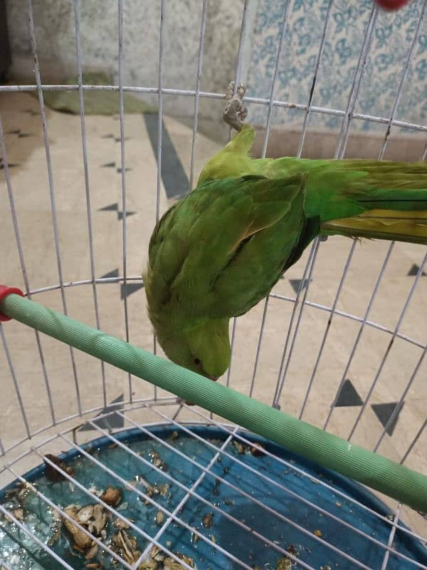 green parrot with cage 5