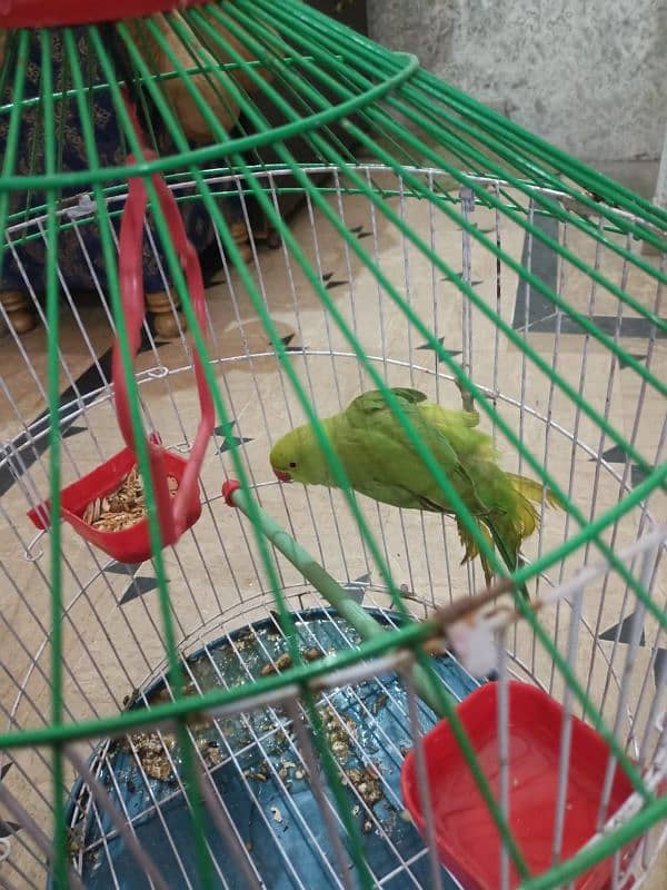 green parrot with cage 6