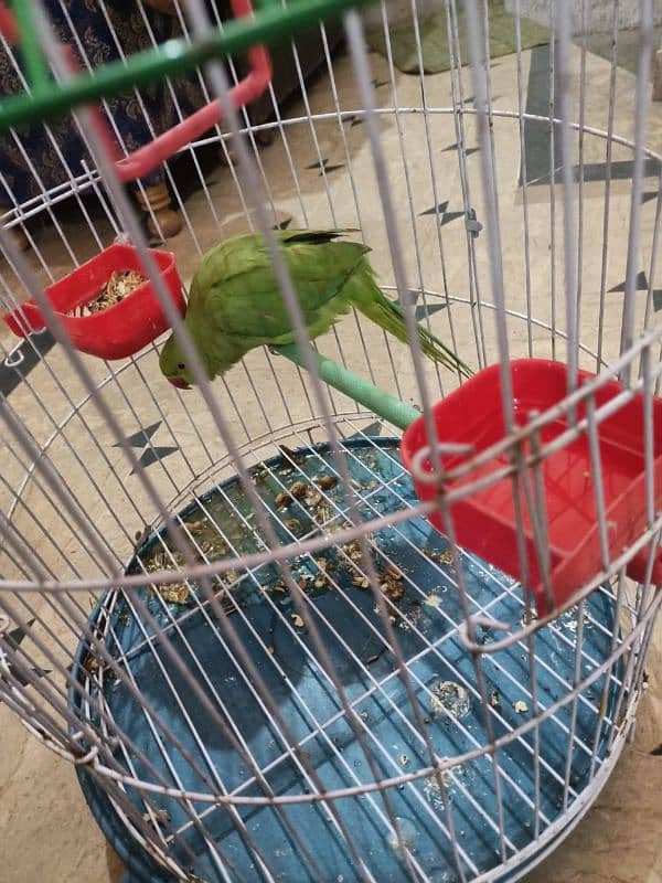 green parrot with cage 7